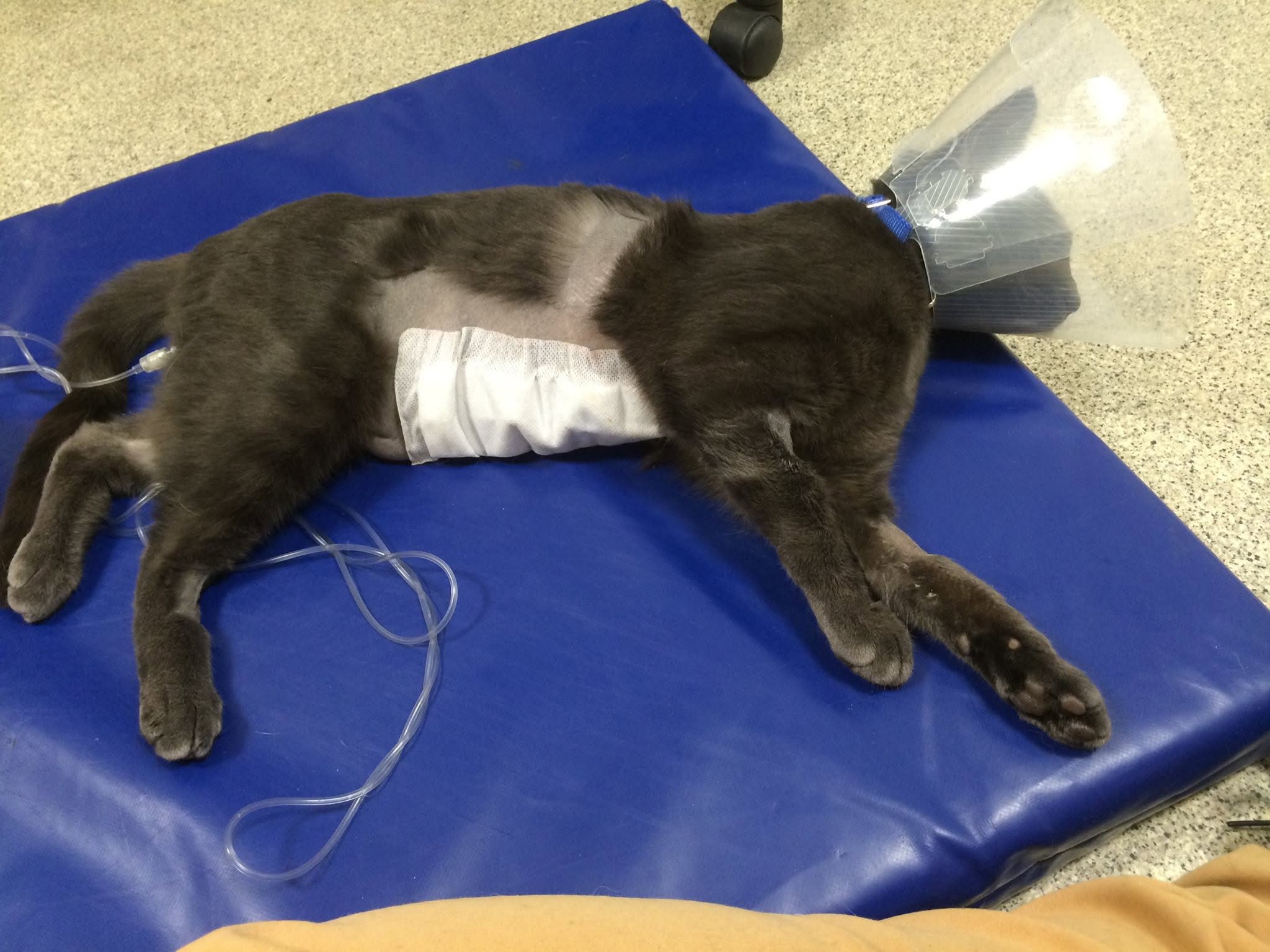 Boris the Russian Blue cat