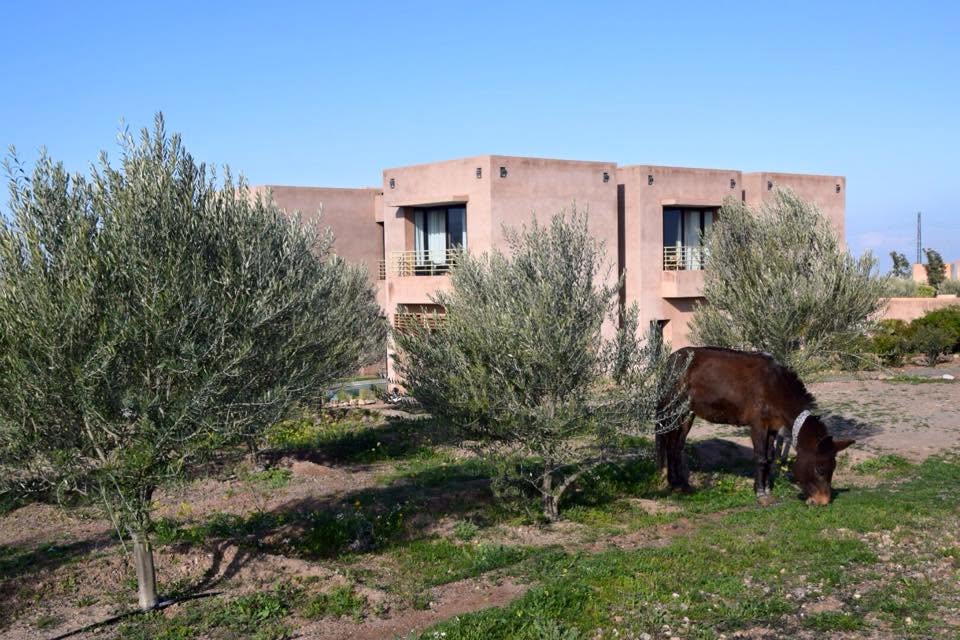 Jarjeer in Morocco